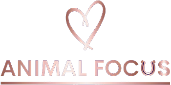 Animal Focus Animal Medium Lancashire UK