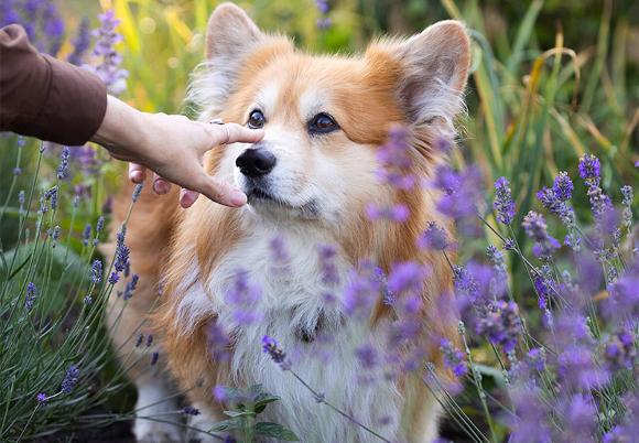 Corgi with a person's hand gently reaching towards its nose, surrounded by lavender flowers.