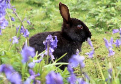 Black rabbit among bluebells in a natural setting.