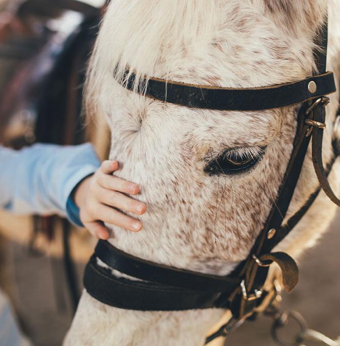 Person gently touching the face of a white horse with a bridle.