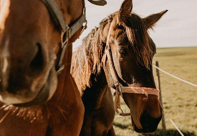 Two horses in a grassy field, with one horse closer to the camera.
