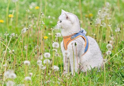 Silver cat in an orange harness sitting in a field of dandelions.