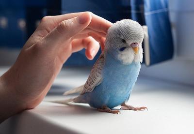 A person's hand gently petting a blue budgerigar on a windowsill.