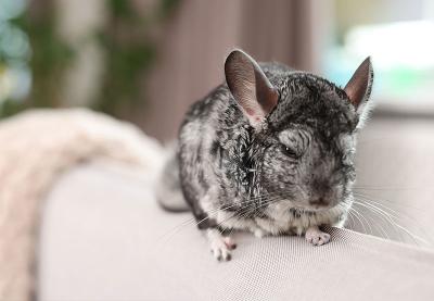 Chinchilla sitting on a soft surface with a blurred background.