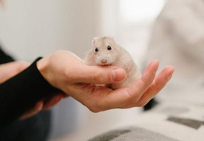 Hamster sitting comfortably in a person's hand, showcasing gentle animal connection.