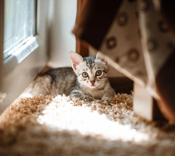 Grey tabby kitten resting on carpet near window with sunlight streaming in.