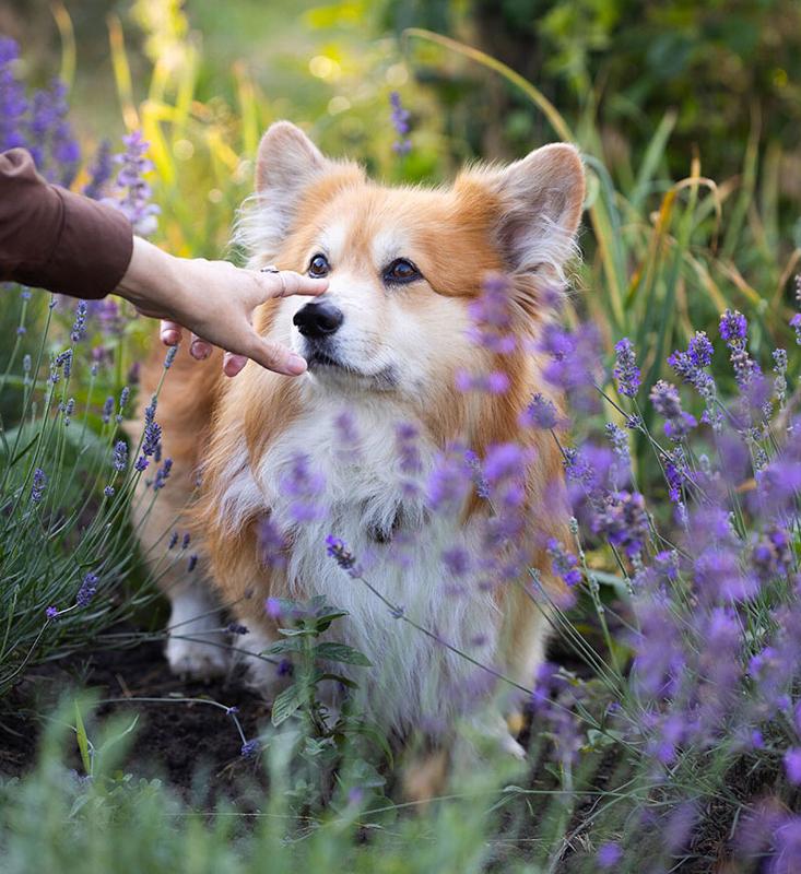 Corgi surrounded by lavender flowers with a hand gently reaching towards its nose