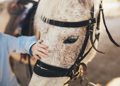 Person gently petting a grey horse's face in a calming environment.
