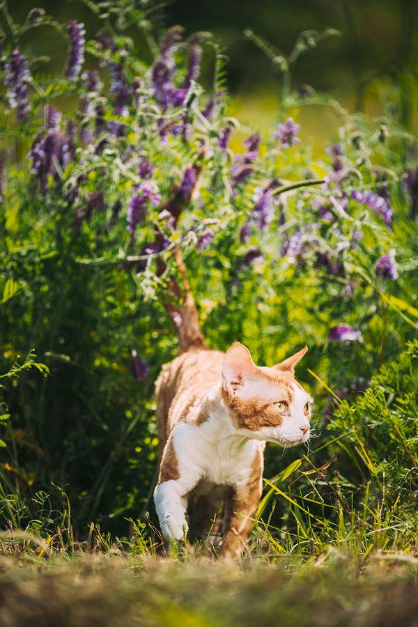 A brown and white cat walking through purple flowers in a green field.